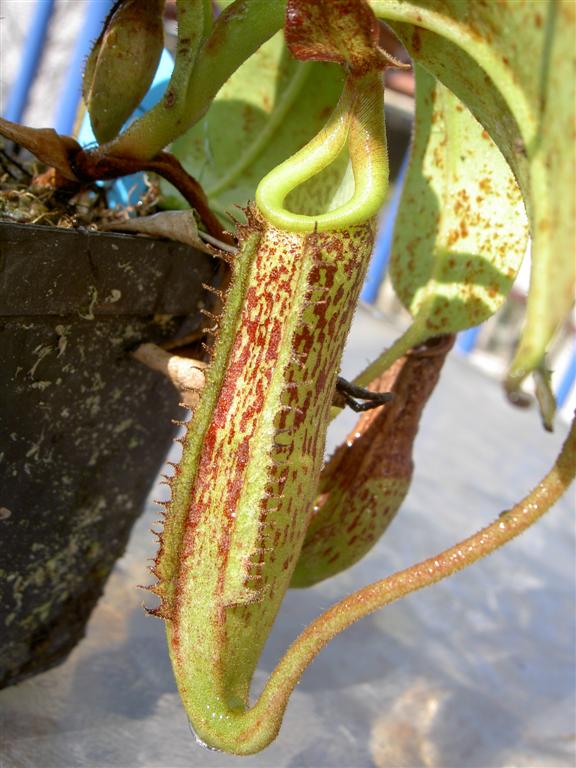 Nepenthes faizaliana